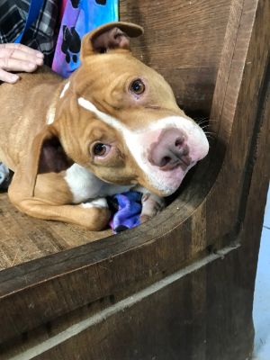 Rocky, Adult Male Staffordshire Bull Terrier