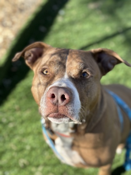 Coco, an adoptable Pit Bull Terrier, Mixed Breed in Durango, CO, 81301 | Photo Image 1