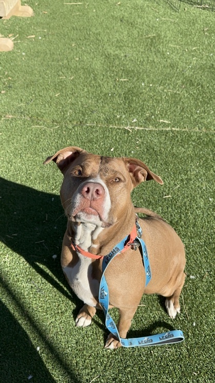 Coco, an adoptable Pit Bull Terrier, Mixed Breed in Durango, CO, 81301 | Photo Image 2