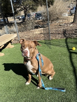 Coco, an adoptable Pit Bull Terrier, Mixed Breed in Durango, CO, 81301 | Photo Image 3