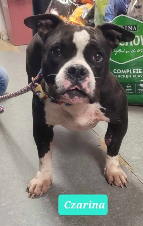 Czarina-Sponsored, an adoptable Pit Bull Terrier, Affenpinscher in Richmond, IN, 47374 | Photo Image 1