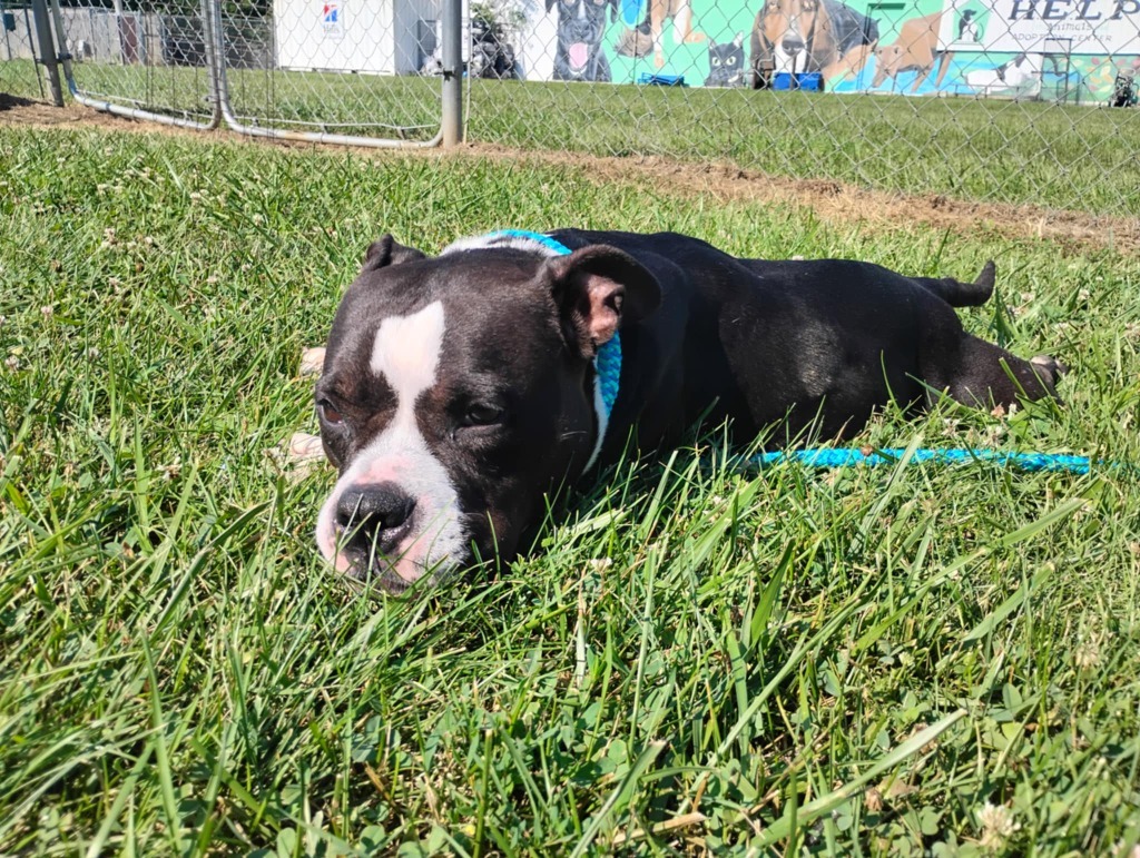 Czarina-Sponsored, an adoptable Pit Bull Terrier, Affenpinscher in Richmond, IN, 47374 | Photo Image 3
