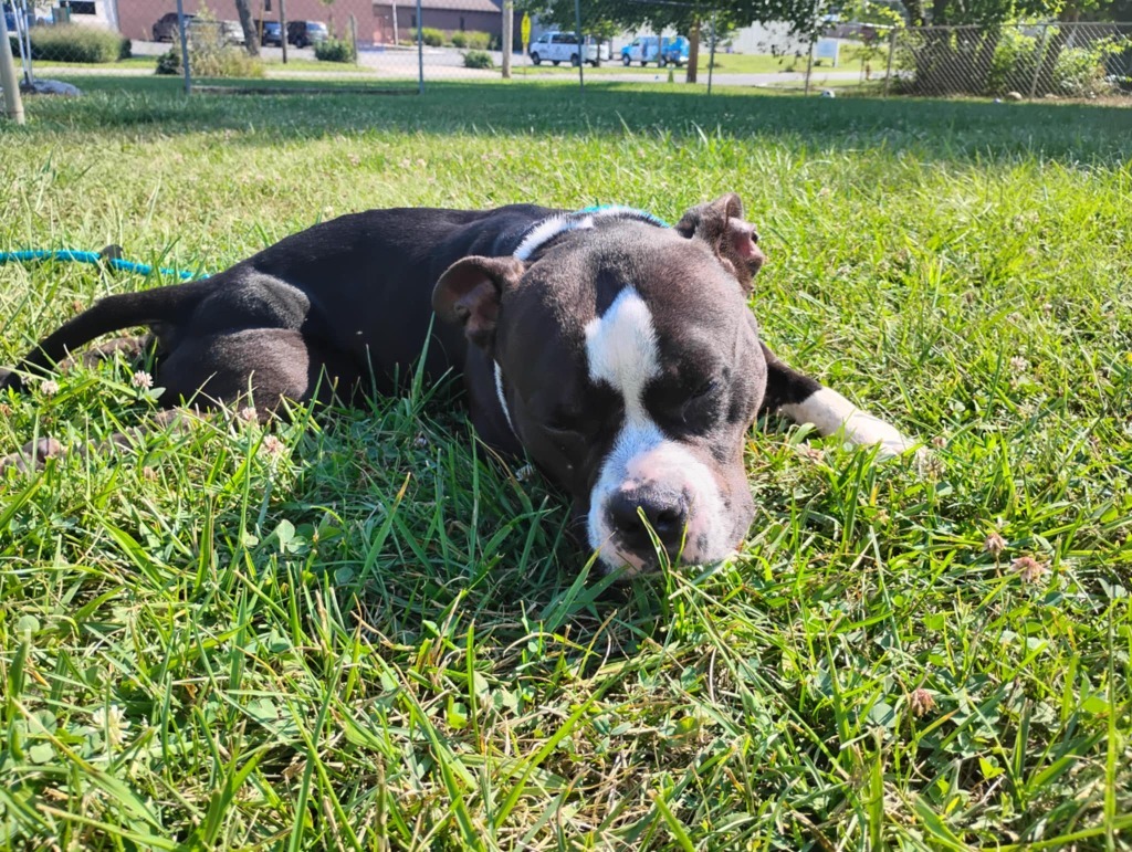 Czarina-Sponsored, an adoptable Pit Bull Terrier, Affenpinscher in Richmond, IN, 47374 | Photo Image 4