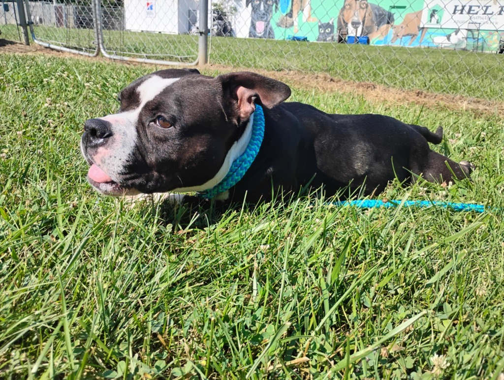Czarina-Sponsored, an adoptable Pit Bull Terrier, Affenpinscher in Richmond, IN, 47374 | Photo Image 5