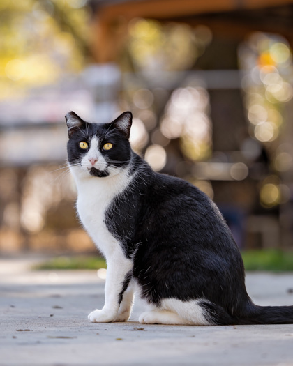 Charlie Brown, an adoptable Domestic Short Hair in El Dorado Hills, CA, 95762 | Photo Image 1