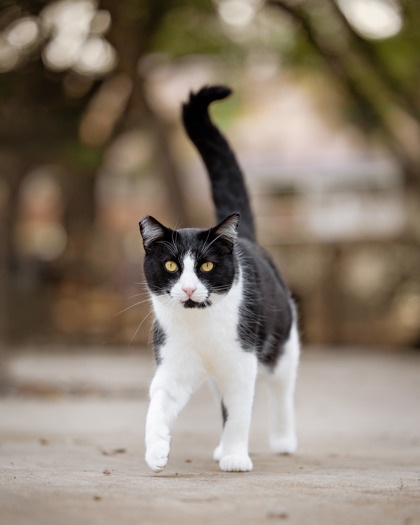 Charlie Brown, an adoptable Domestic Short Hair in El Dorado Hills, CA, 95762 | Photo Image 2