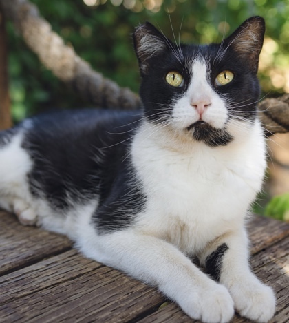 Charlie Brown, an adoptable Domestic Short Hair in El Dorado Hills, CA, 95762 | Photo Image 3