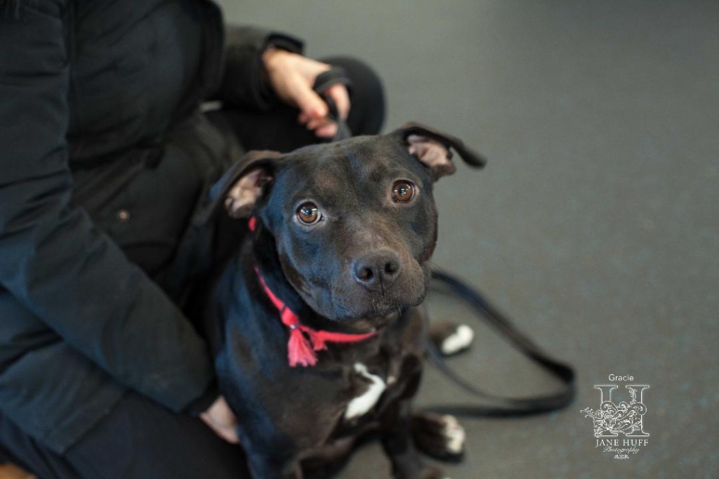 Gracie, an adoptable Mixed Breed in Crandon, WI, 54520 | Photo Image 1