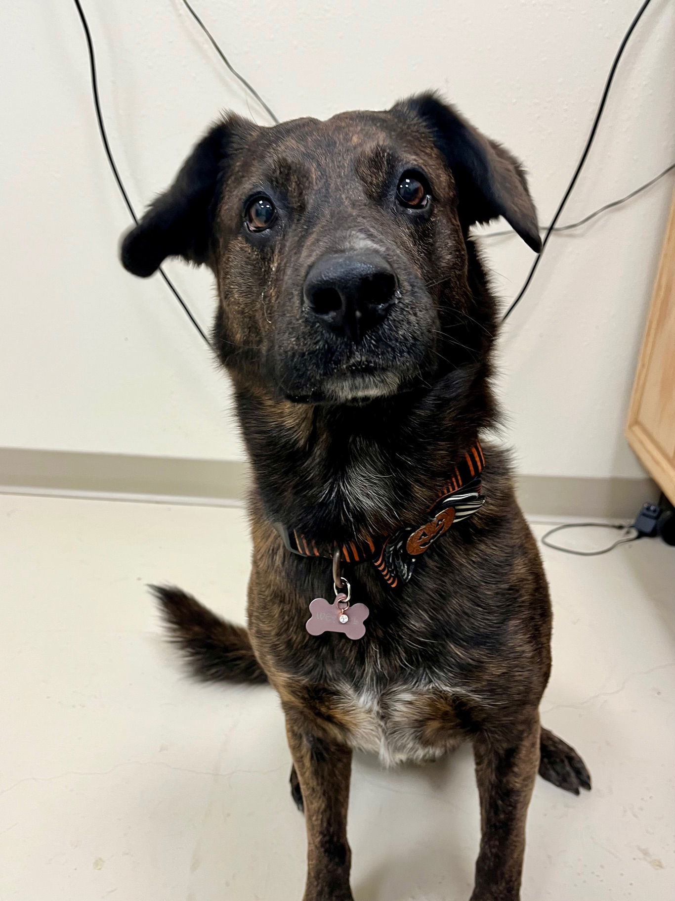 Weasel, an adoptable Australian Cattle Dog / Blue Heeler, Pit Bull Terrier in Webster, WI, 54893 | Photo Image 1