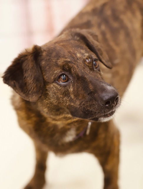Weasel, an adoptable Australian Cattle Dog / Blue Heeler, Pit Bull Terrier in Webster, WI, 54893 | Photo Image 1