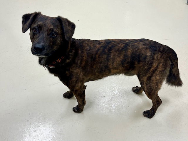 Weasel, an adoptable Australian Cattle Dog / Blue Heeler, Pit Bull Terrier in Webster, WI, 54893 | Photo Image 2