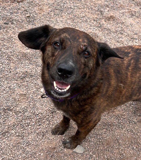 Weasel, an adoptable Australian Cattle Dog / Blue Heeler, Pit Bull Terrier in Webster, WI, 54893 | Photo Image 2