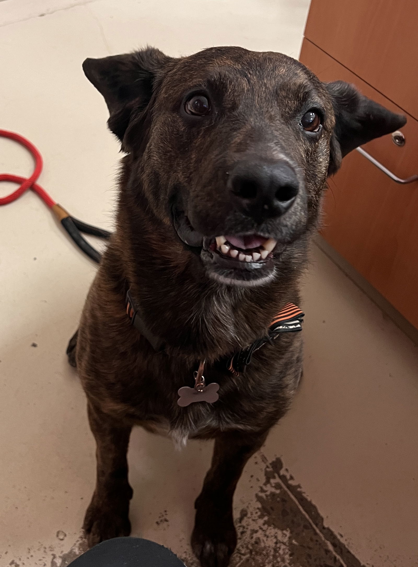 Weasel, an adoptable Australian Cattle Dog / Blue Heeler, Pit Bull Terrier in Webster, WI, 54893 | Photo Image 3