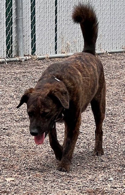 Weasel, an adoptable Australian Cattle Dog / Blue Heeler, Pit Bull Terrier in Webster, WI, 54893 | Photo Image 3