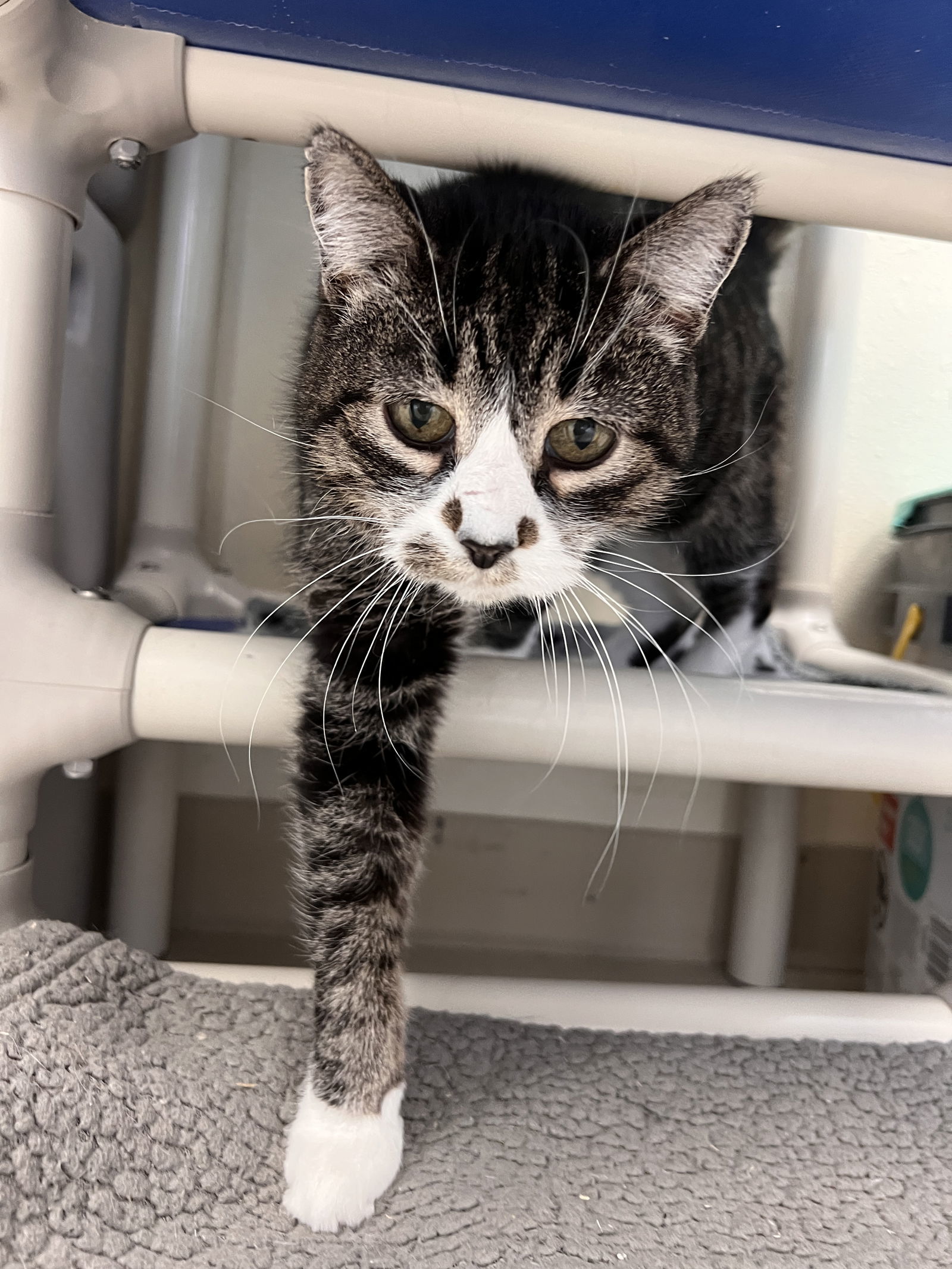 Abby, an adoptable Domestic Short Hair in Webster, WI, 54893 | Photo Image 1