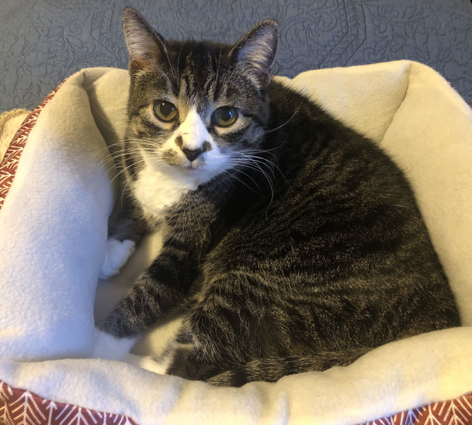 Abby, an adoptable Domestic Short Hair in Webster, WI, 54893 | Photo Image 2