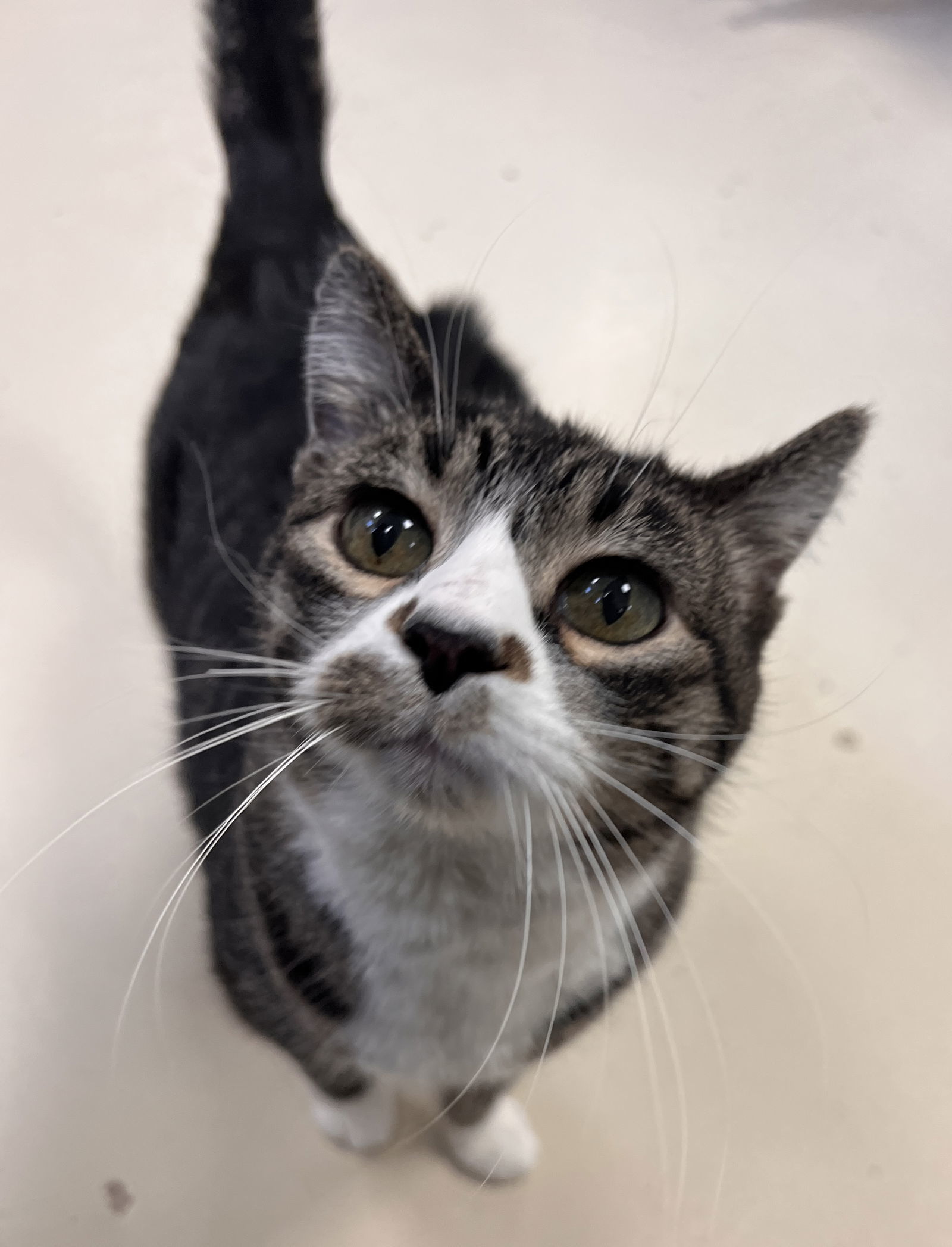 Abby, an adoptable Domestic Short Hair in Webster, WI, 54893 | Photo Image 3