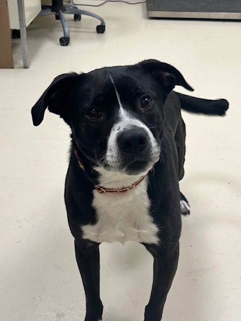 Woody, an adoptable American Bulldog in Webster, WI, 54893 | Photo Image 1