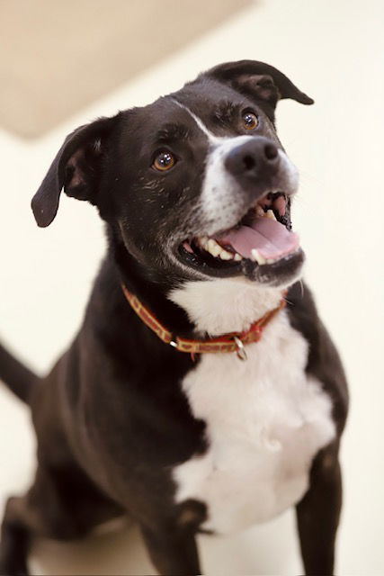 Woody, an adoptable American Bulldog in Webster, WI, 54893 | Photo Image 1