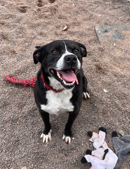 Woody, an adoptable American Bulldog in Webster, WI, 54893 | Photo Image 2