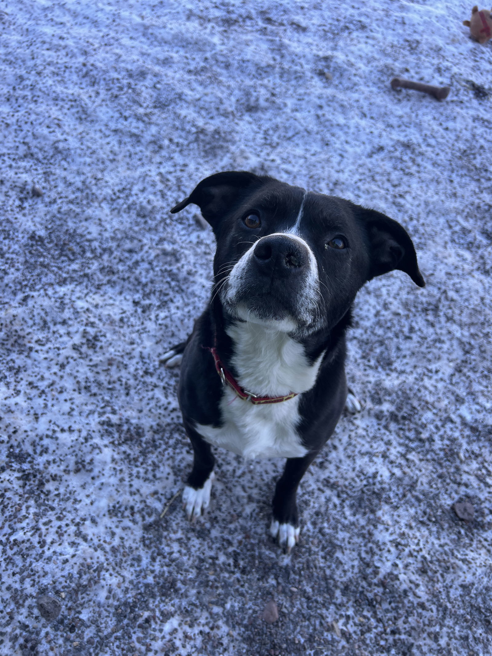 Woody, an adoptable American Bulldog in Webster, WI, 54893 | Photo Image 3