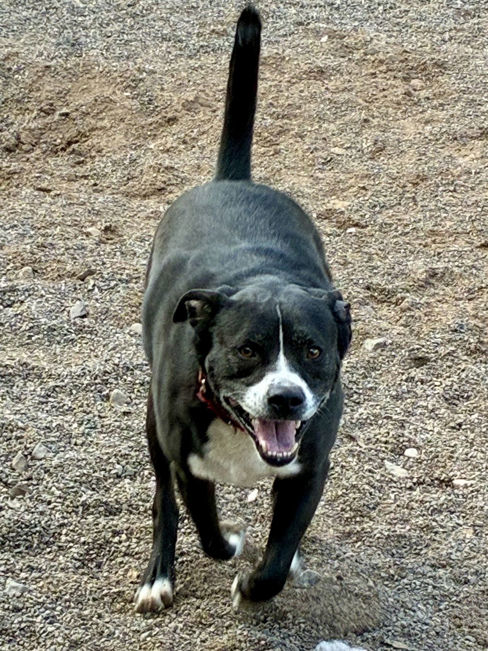 Woody, an adoptable American Bulldog in Webster, WI, 54893 | Photo Image 3