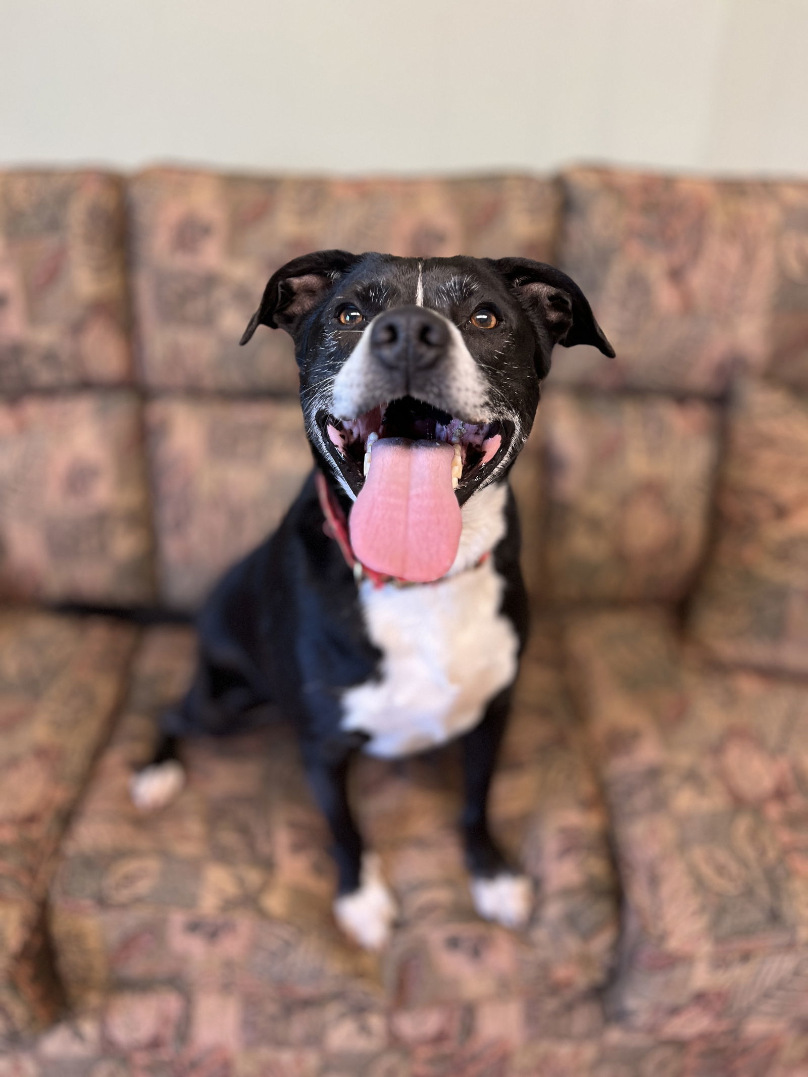 Woody, an adoptable American Bulldog in Webster, WI, 54893 | Photo Image 3