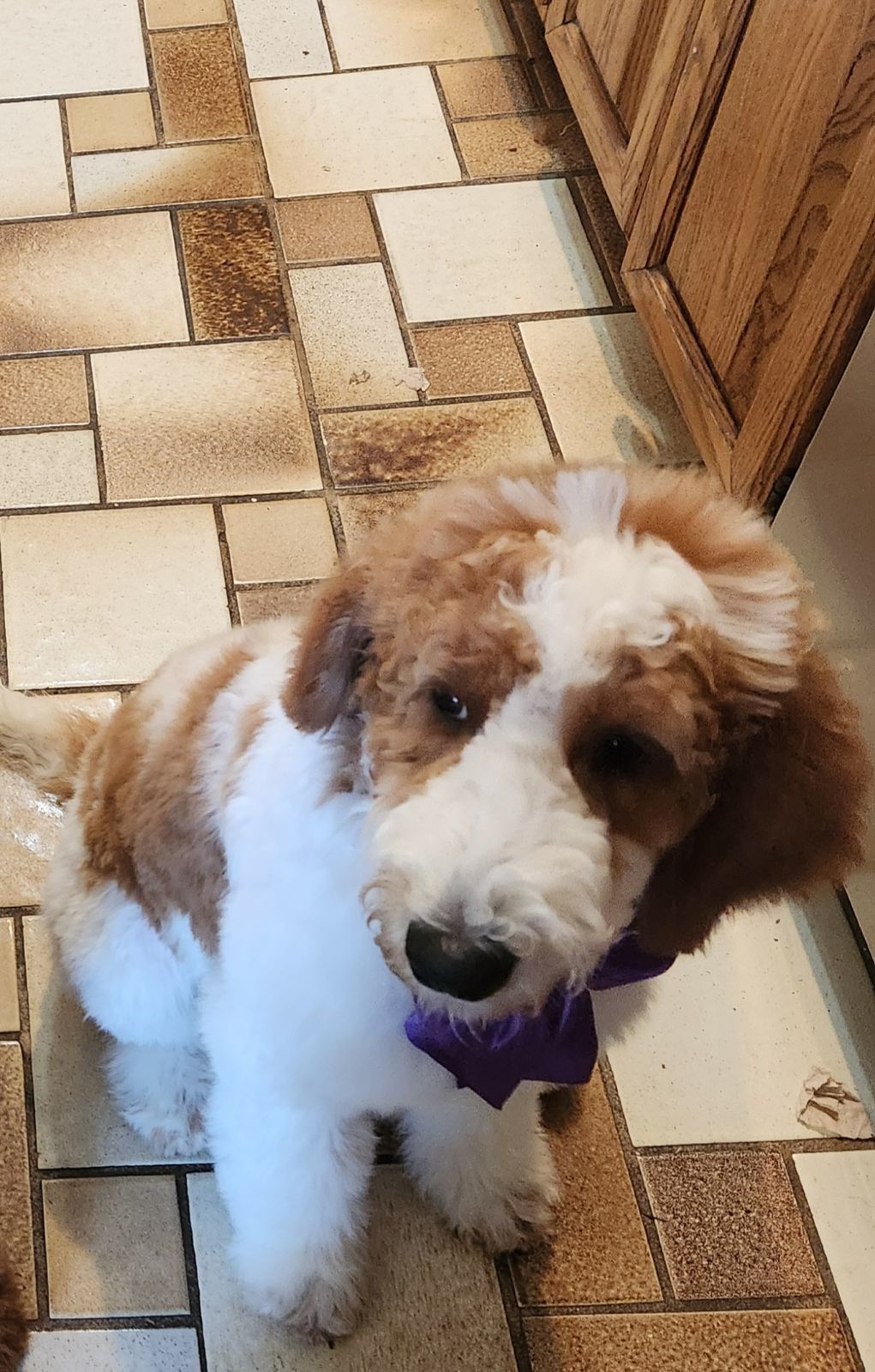 Sassy, an adoptable Goldendoodle in Twin lakes, WI, 53181 | Photo Image 1