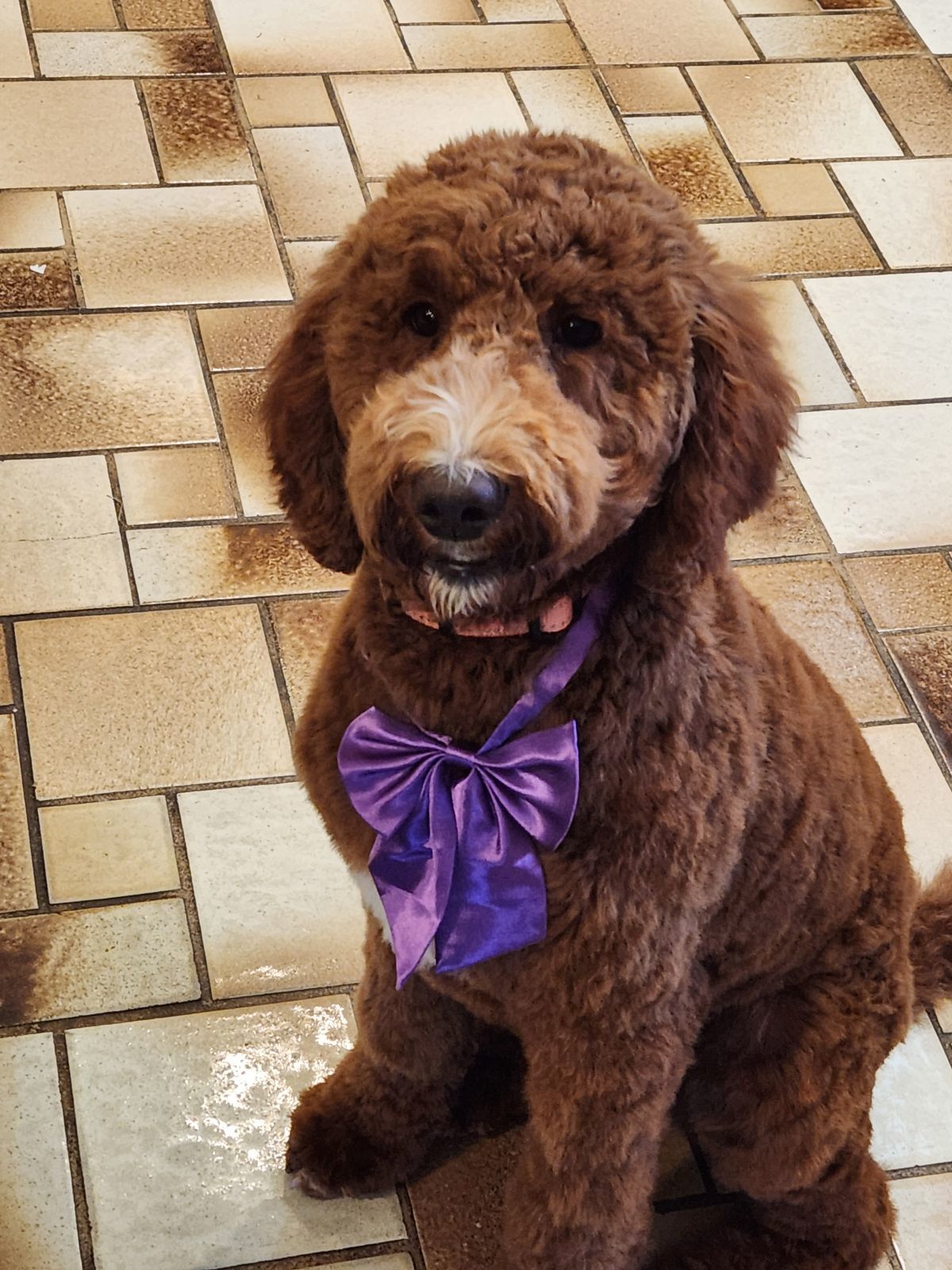 Ginger, an adoptable Goldendoodle in Twin lakes, WI, 53181 | Photo Image 1