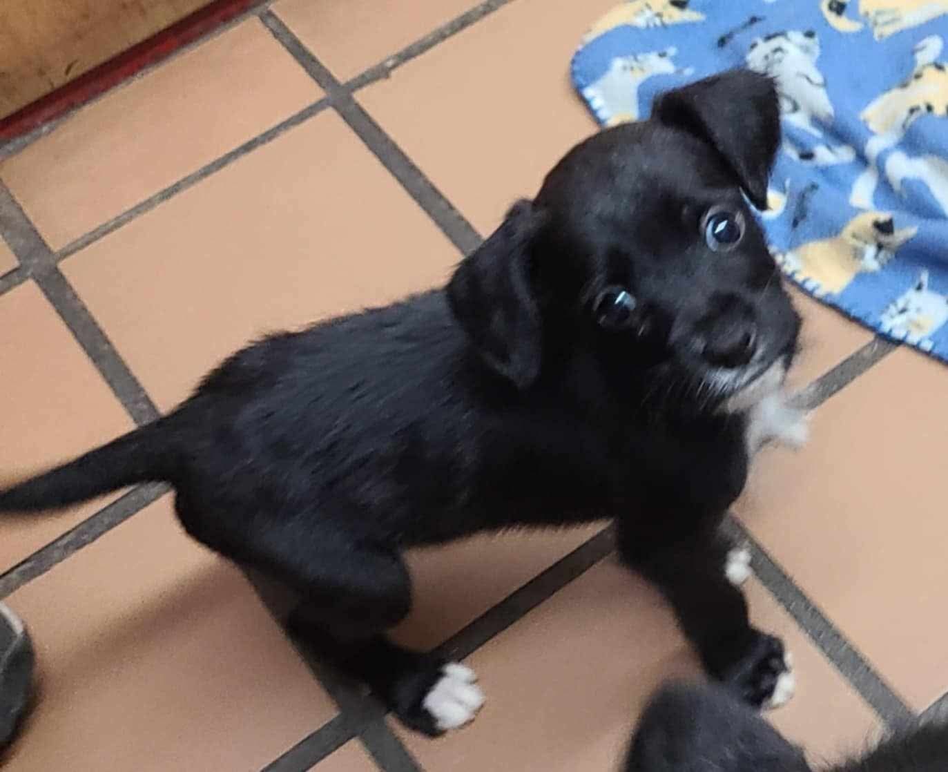 Dog for adoption Jet, a Miniature Schnauzer & Labrador Retriever Mix in Westport, CT Petfinder