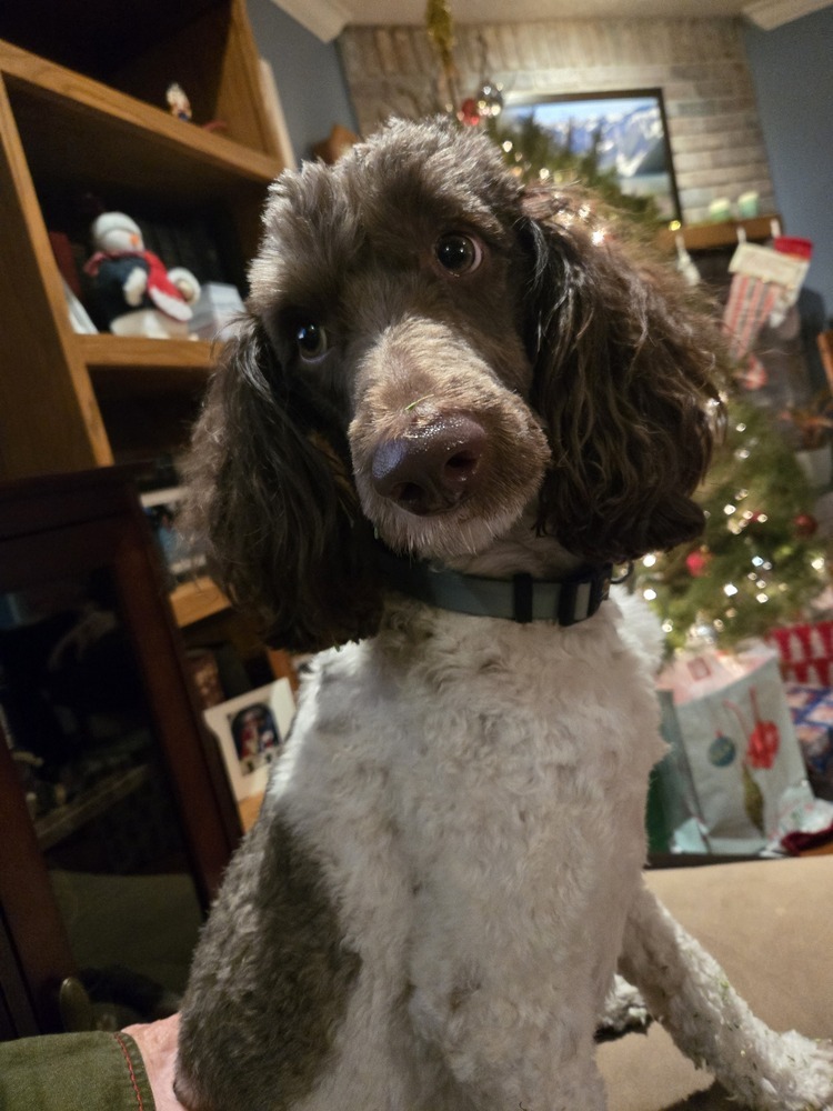 Dallas, an adoptable Aussiedoodle in Palm Harbor, FL, 34683 | Photo Image 1