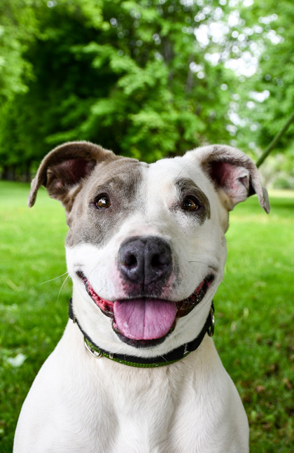 Keesha, an adoptable Pit Bull Terrier, Mixed Breed in Yakima, WA, 98901 | Photo Image 1