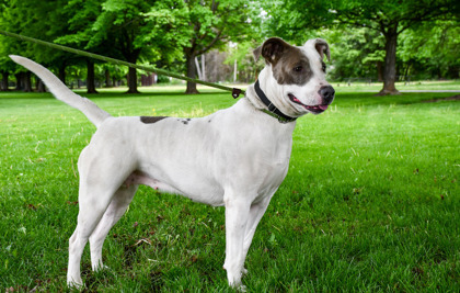 Keesha, an adoptable Pit Bull Terrier, Mixed Breed in Yakima, WA, 98901 | Photo Image 2