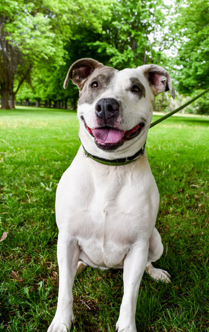 Keesha, an adoptable Pit Bull Terrier, Mixed Breed in Yakima, WA, 98901 | Photo Image 3