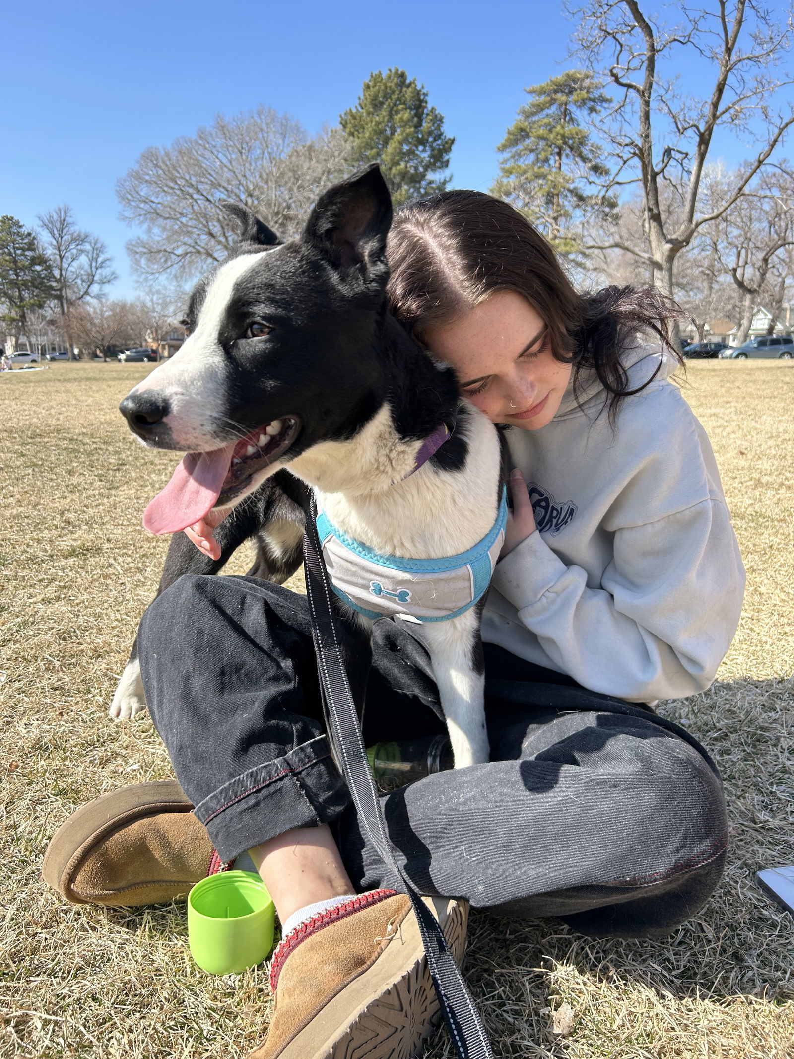 Benny, an adoptable Border Collie, Labrador Retriever in Salt Lake City, UT, 84107 | Photo Image 1