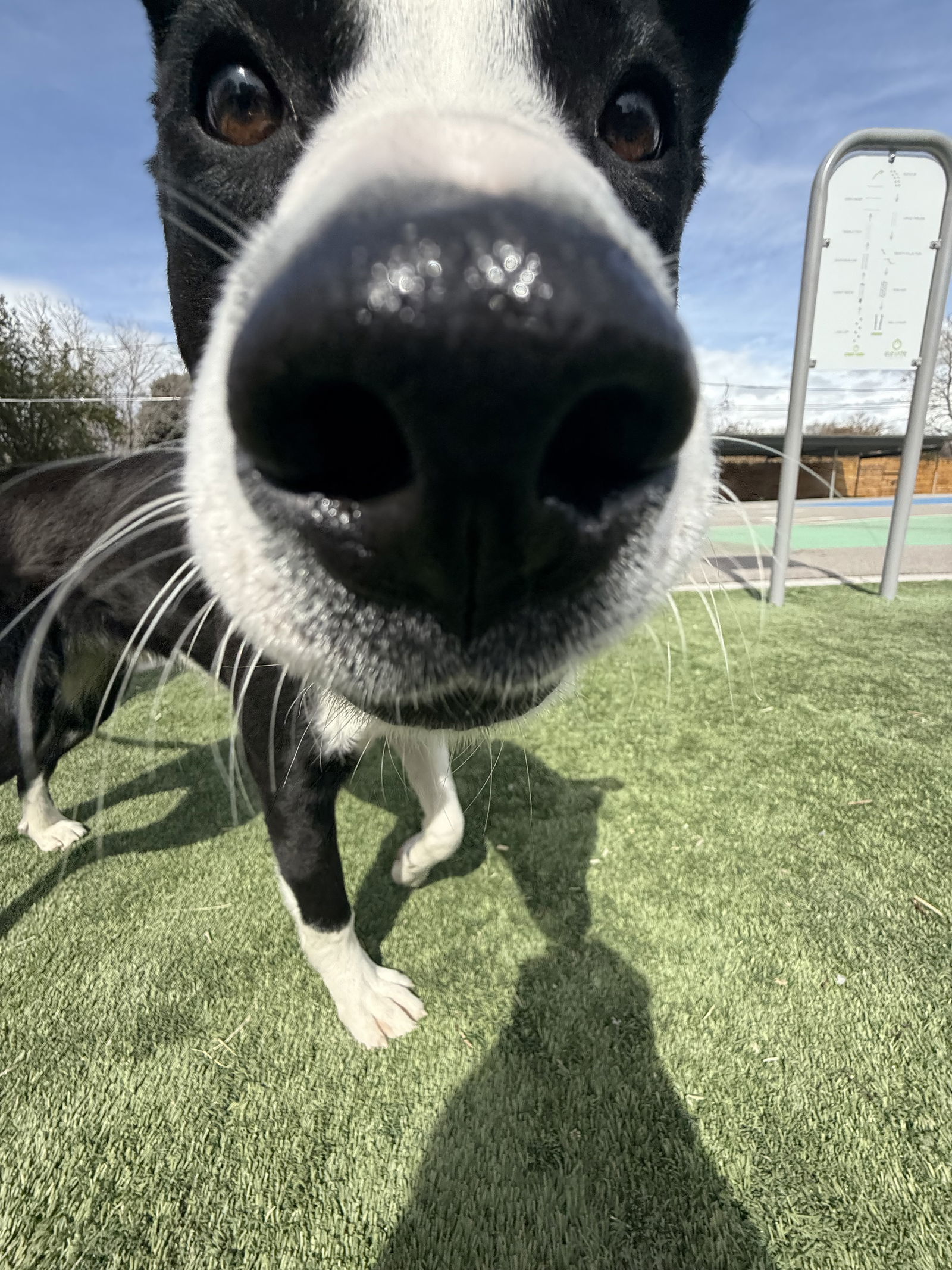 Benny, an adoptable Border Collie, Labrador Retriever in Salt Lake City, UT, 84107 | Photo Image 2