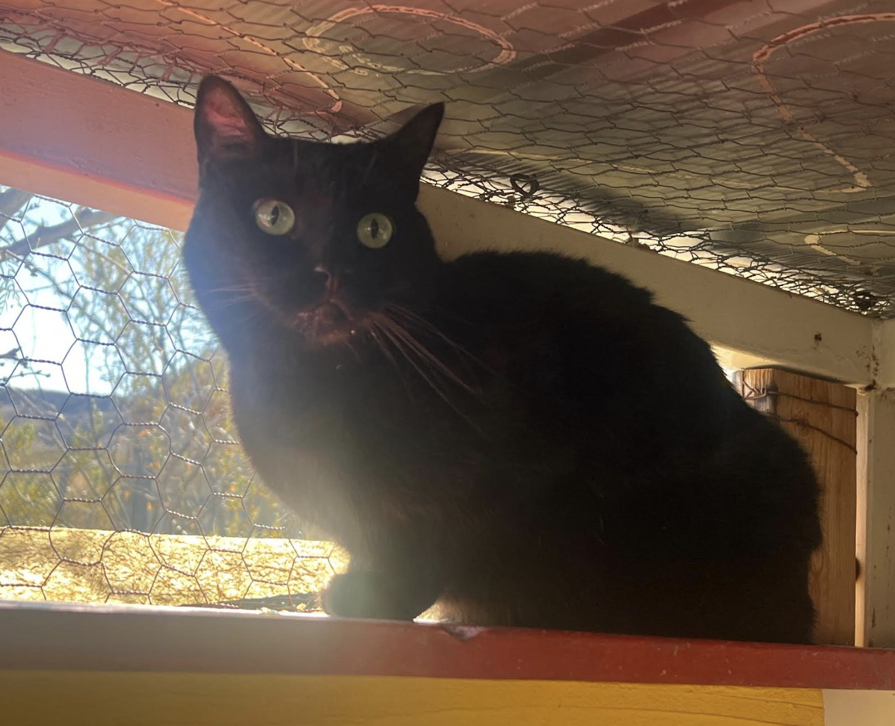 Emmy, an adoptable Domestic Short Hair in Williamsburg, NM, 87942 | Photo Image 4