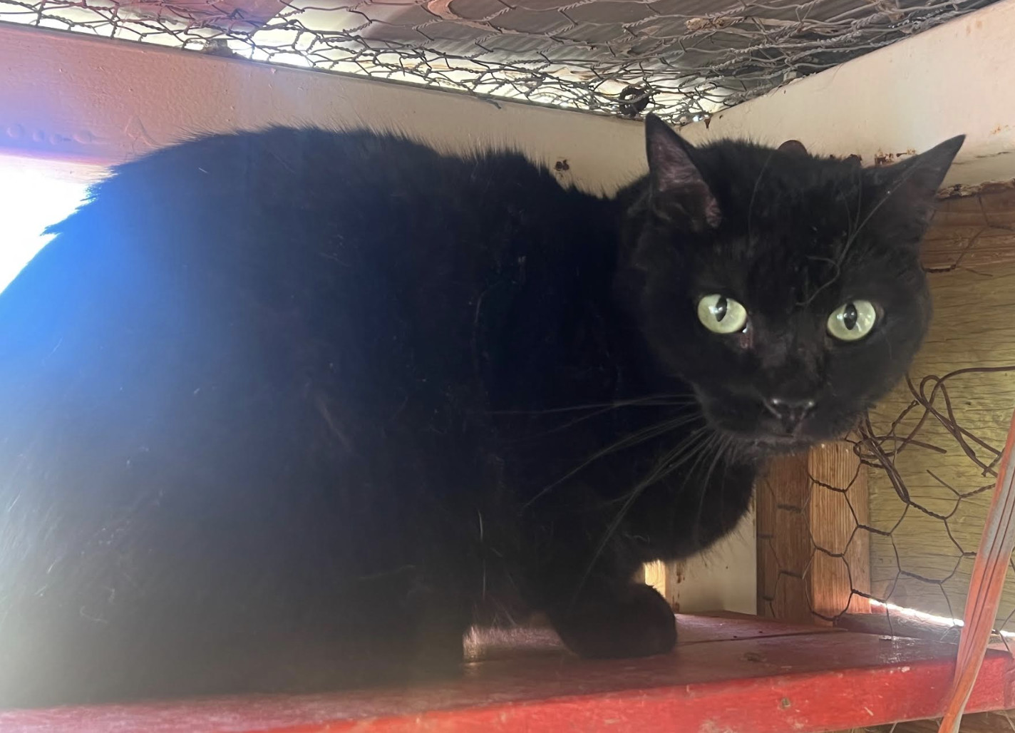 Emmy, an adoptable Domestic Short Hair in Williamsburg, NM, 87942 | Photo Image 6