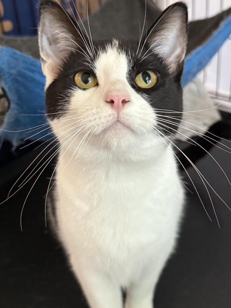 Alice, an adoptable Domestic Short Hair in Ontario, OR, 97914 | Photo Image 1