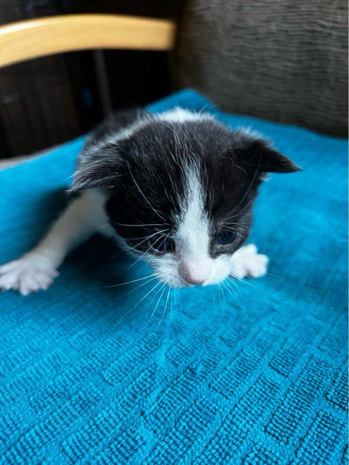 Alice, an adoptable Domestic Short Hair in Ontario, OR, 97914 | Photo Image 2