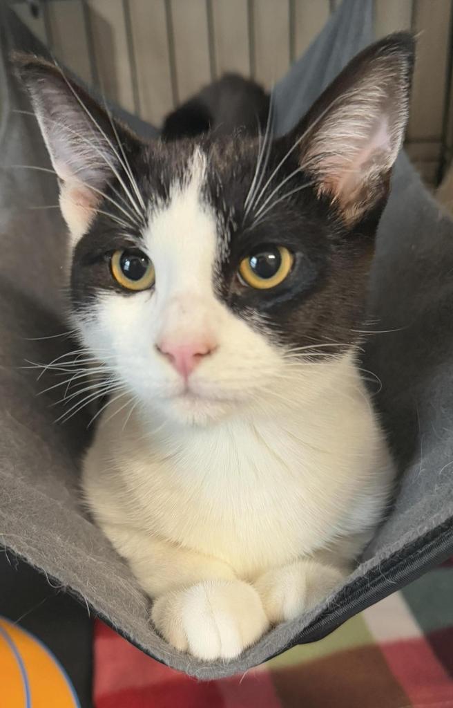 Alice, an adoptable Domestic Short Hair in Ontario, OR, 97914 | Photo Image 3