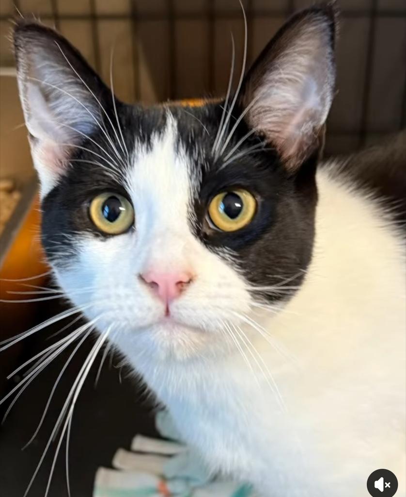 Alice, an adoptable Domestic Short Hair in Ontario, OR, 97914 | Photo Image 4