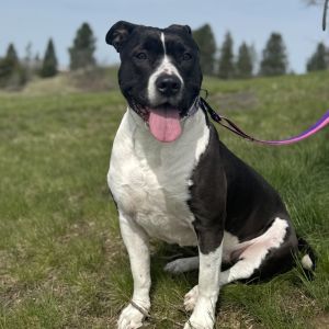 Are you ready to bring a joyful loving snuggle buddy into your life Joni may be the gal for you