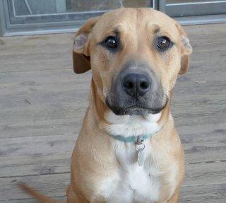 Donte, an adoptable Hound, Mixed Breed in Los Alamos, NM, 87544 | Photo Image 1