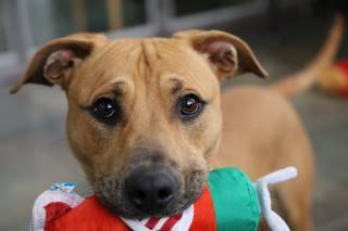 Donte, an adoptable Hound, Mixed Breed in Los Alamos, NM, 87544 | Photo Image 2