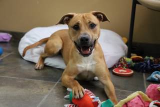 Donte, an adoptable Hound, Mixed Breed in Los Alamos, NM, 87544 | Photo Image 3