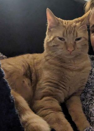 (ACCC Courtesy Post) Charlie, Young Female Domestic Short Hair