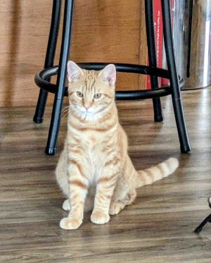 (ACCC Courtesy Post) Opo, Young Male Domestic Short Hair