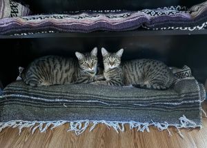 Iris (Bonded with Adonis), Young Female Domestic Short Hair