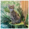 Iris (Bonded with Adonis) photo 2